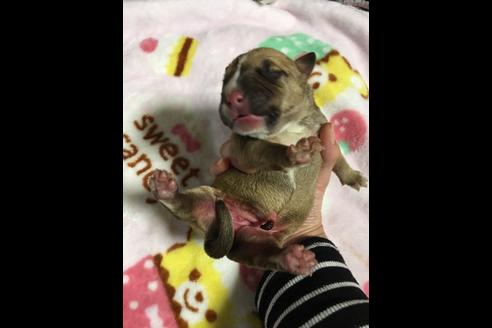 成約済の佐賀県のアメリカンピットブルテリア-88034の18枚目