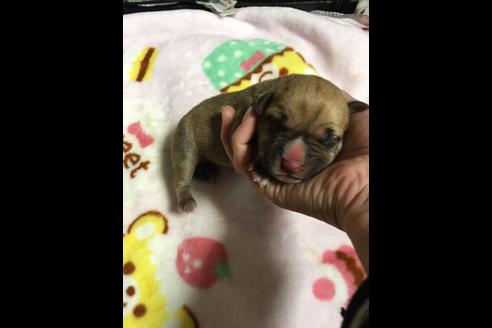 成約済の佐賀県のアメリカンピットブルテリア-88035の22枚目