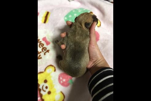 成約済の佐賀県のアメリカンピットブルテリア-88035の16枚目