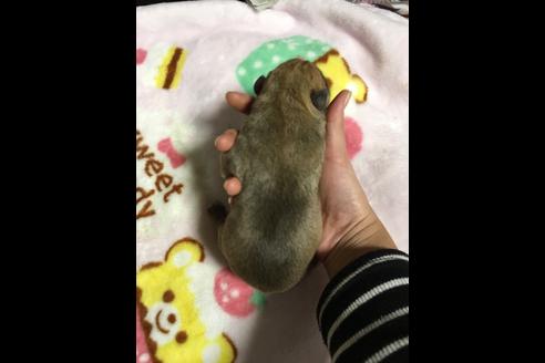 成約済の佐賀県のアメリカンピットブルテリア-88035の15枚目