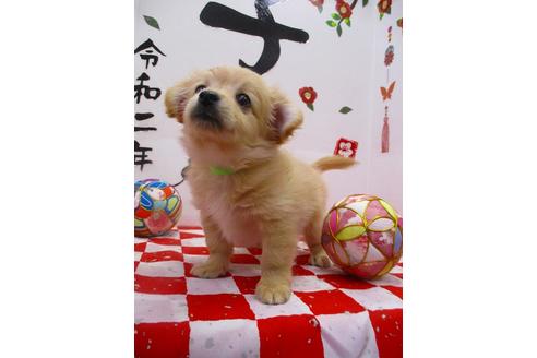 成約済の鳥取県のミックス犬-86148の1枚目