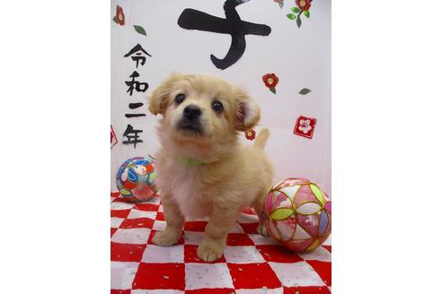 成約済の鳥取県のミックス犬-86148の3枚目
