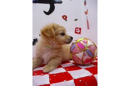 成約済の鳥取県のミックス犬-86148の2枚目