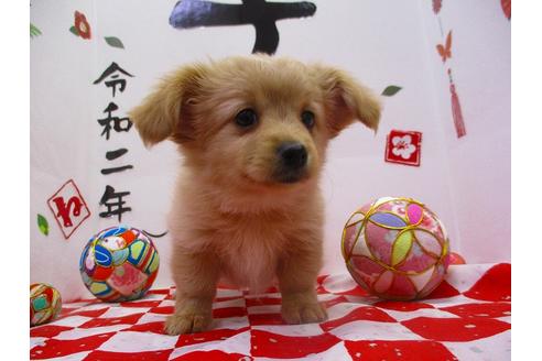 成約済の鳥取県のミックス犬-86981の5枚目