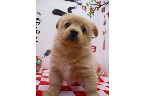 成約済の鳥取県のミックス犬-86981の1枚目