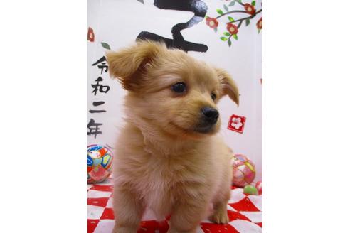 成約済の鳥取県のミックス犬-86981の3枚目