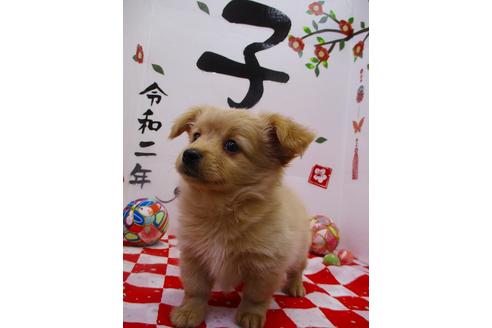 成約済の鳥取県のミックス犬-86981の4枚目