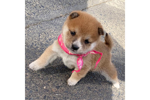子犬