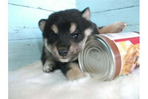 成約済の埼玉県の柴犬-88070の1枚目