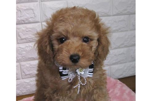 成約済の茨城県のトイプードル-88111の1枚目
