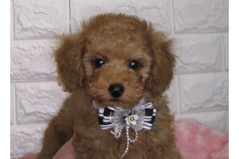 成約済の茨城県のトイプードル-88111の3枚目