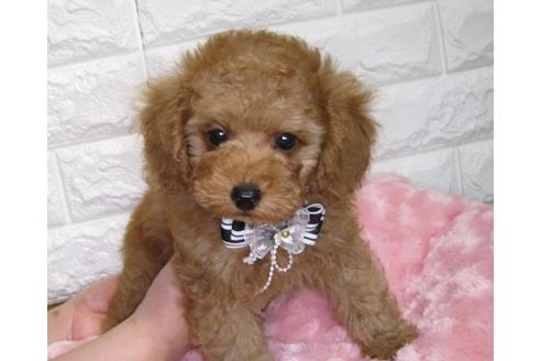 成約済の茨城県のトイプードル-88111の2枚目