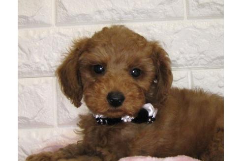 成約済の茨城県のトイプードル-88112の1枚目