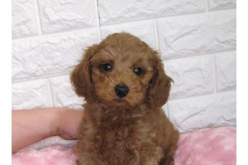 成約済の茨城県のトイプードル-88112の3枚目