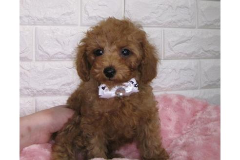 成約済の茨城県のトイプードル-88114の1枚目