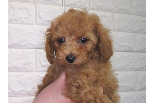 成約済の茨城県のトイプードル-88114の3枚目