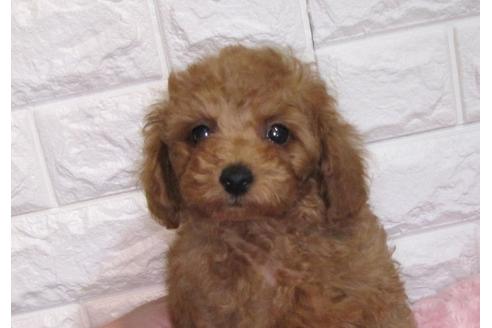 成約済の茨城県のトイプードル-88114の2枚目