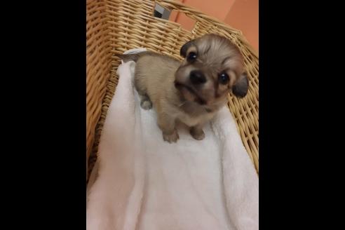 成約済の京都府のチワックス:チワワ×ミニチュアダックスフンド-88132の1枚目