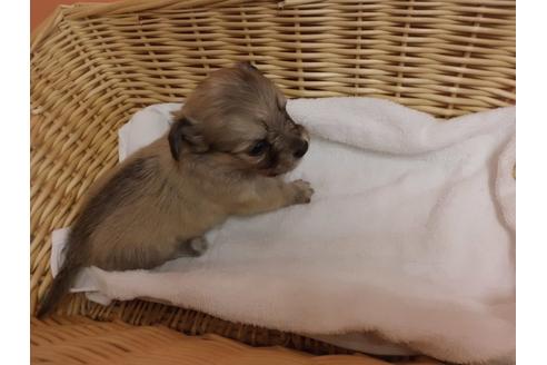 成約済の京都府のチワックス:チワワ×ミニチュアダックスフンド-88132の3枚目
