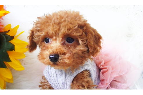 成約済の福岡県のティーカッププードル-84996の9枚目