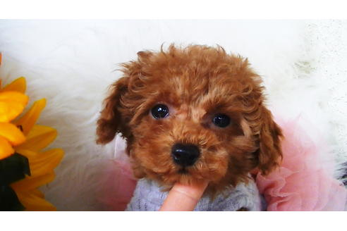 成約済の福岡県のティーカッププードル-84996の8枚目