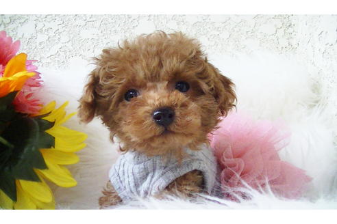 成約済の福岡県のティーカッププードル-84996の7枚目