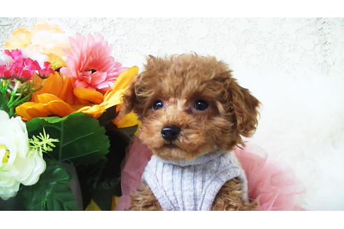 成約済の福岡県のティーカッププードル-84996の6枚目