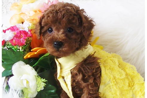 成約済の福岡県のタイニープードル-85459の5枚目