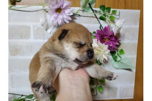 成約済の長崎県の柴犬-88217の2枚目