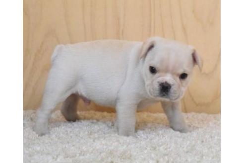 成約済の埼玉県のフレンチブルドッグ-88258の8枚目