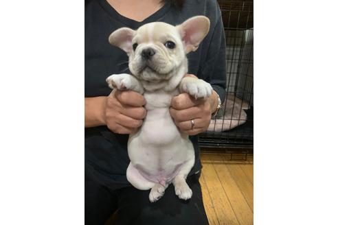 成約済の埼玉県のフレンチブルドッグ-88258の7枚目
