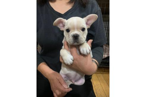 成約済の埼玉県のフレンチブルドッグ-88258の5枚目