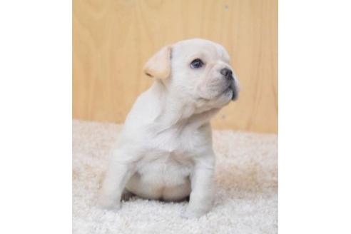 成約済の埼玉県のフレンチブルドッグ-88258の6枚目