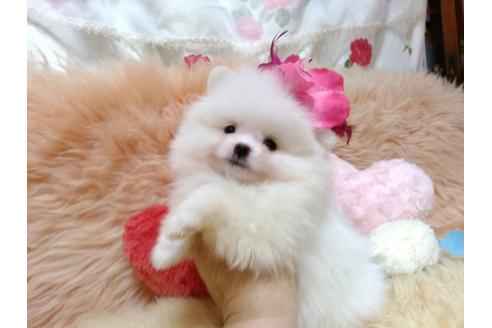 成約済の愛知県のミックス犬-88259の1枚目