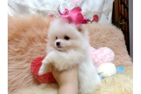 成約済の愛知県のミックス犬-88259の4枚目