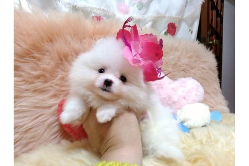 成約済の愛知県のミックス犬-88259の3枚目