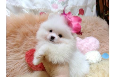 成約済の愛知県のミックス犬-88259の2枚目