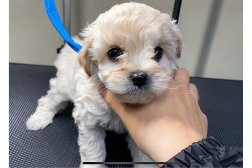 成約済の山梨県のマルプー:マルチーズ×トイプードル-88270の2枚目