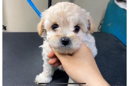 成約済の山梨県のマルプー:マルチーズ×トイプードル-88270