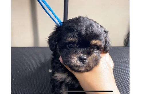 成約済の山梨県のミックス犬-88277の4枚目