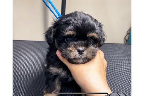 成約済の山梨県のミックス犬-88277の3枚目