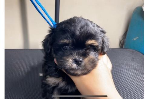 成約済の山梨県のミックス犬-88277の2枚目