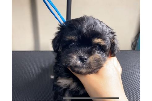 成約済の山梨県のミックス犬-88277の1枚目