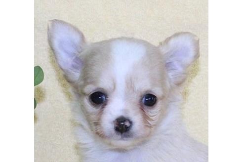 成約済の千葉県のチワワ(ロングコート)-88280の1枚目