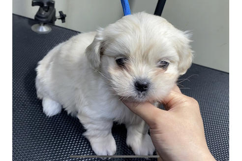 成約済の山梨県のマルプー:マルチーズ×トイプードル-88282の2枚目