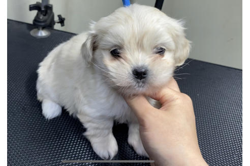 成約済の山梨県のマルプー:マルチーズ×トイプードル-88282の1枚目