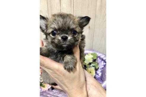成約済の大阪府のチワワ(ロングコート)-88229の5枚目