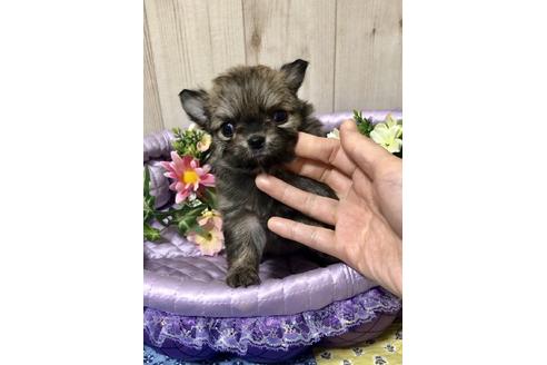 成約済の大阪府のチワワ(ロングコート)-88229の4枚目