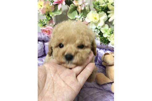 成約済の大阪府のタイニープードル-88226の1枚目