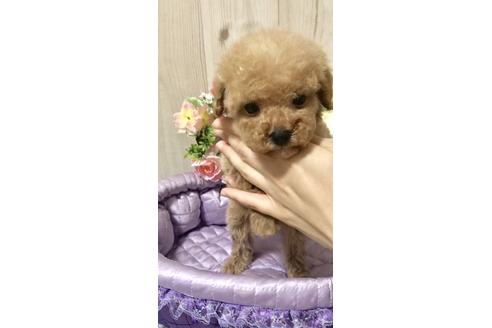 成約済の大阪府のタイニープードル-88226の9枚目